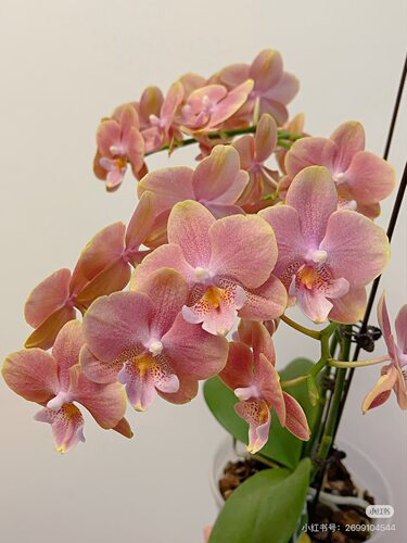 蝴蝶兰基本无根橙瓦利2.5寸杯不带花剑