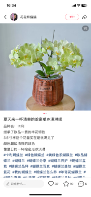 蝴蝶兰卡利2.8寸杯不带花剑