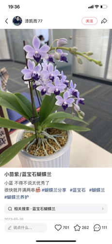 蝴蝶兰处理小茴紫1.7刚升2.5寸没有根带花牌不带花剑