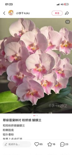 蝴蝶兰粉娇娘 2.8寸杯不带花剑