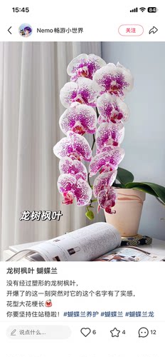 一棵不发蝴蝶兰处里苗龙树枫叶2.8寸杯带花剑