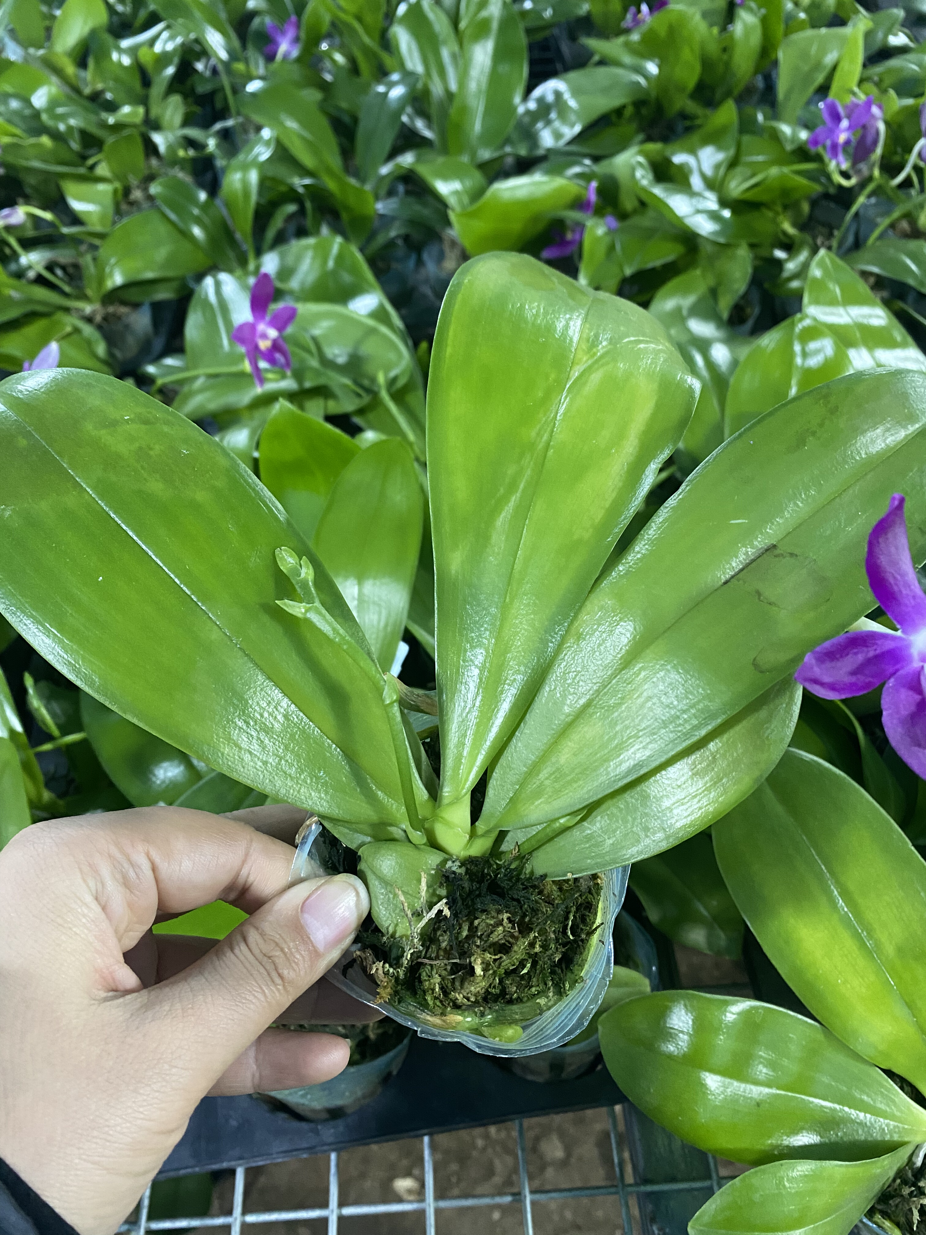 原生苗瑕疵苗叶片有伤2.5寸杯带花剑或者带花苞,鲜花速递/花卉仿真/绿植园艺,国兰/杂交兰/洋兰类,淘宝优惠券,粉丝福利购,淘宝优惠卷