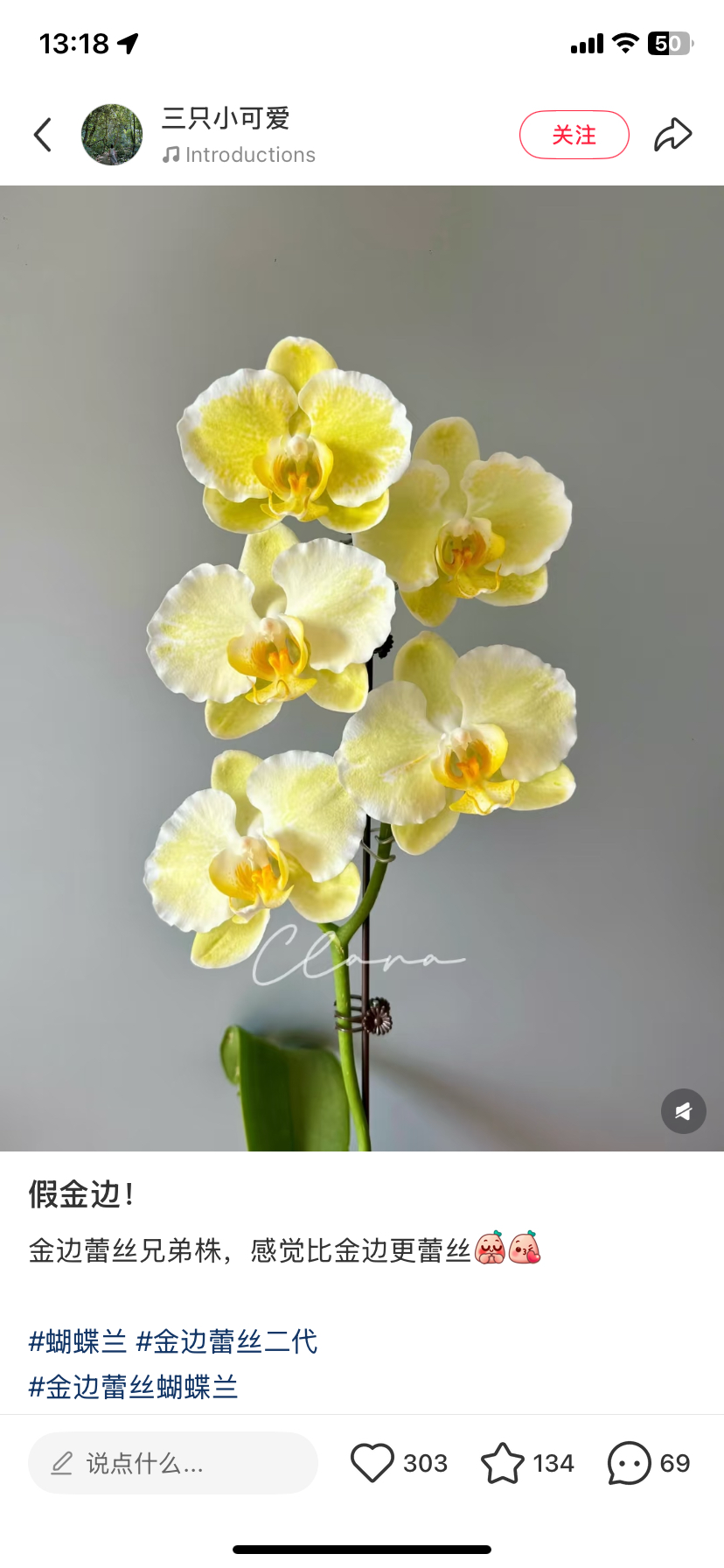 蝴蝶兰金边蕾丝2.8寸杯不带花剑