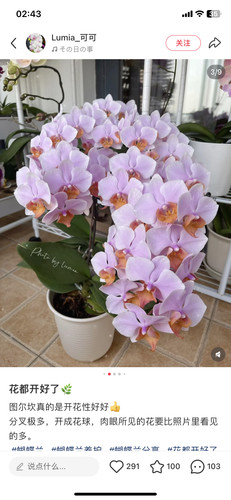 蝴蝶兰图尔坎2.8寸杯带花剑