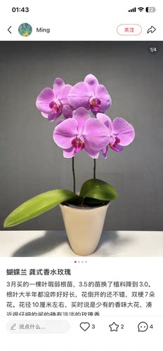 蝴蝶兰龚氏香氛玫瑰(香水玫瑰)2.8寸杯不带花剑带全天玫瑰香味