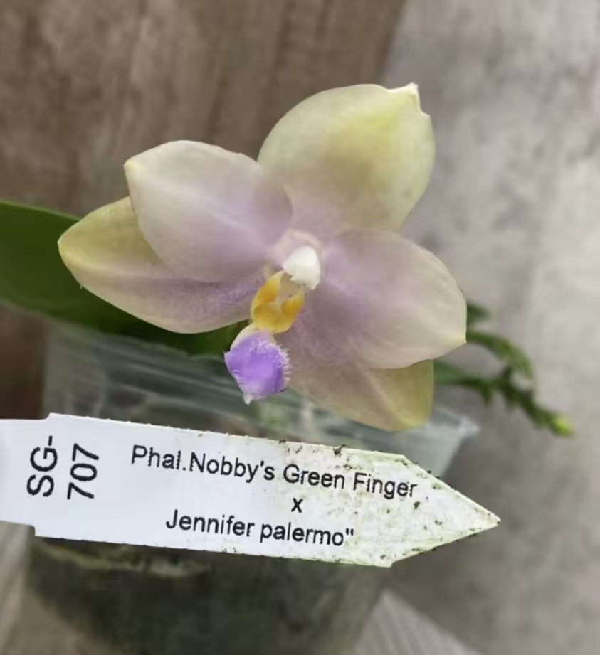蝴蝶兰原生苗SG707宝宝苗1.7寸杯