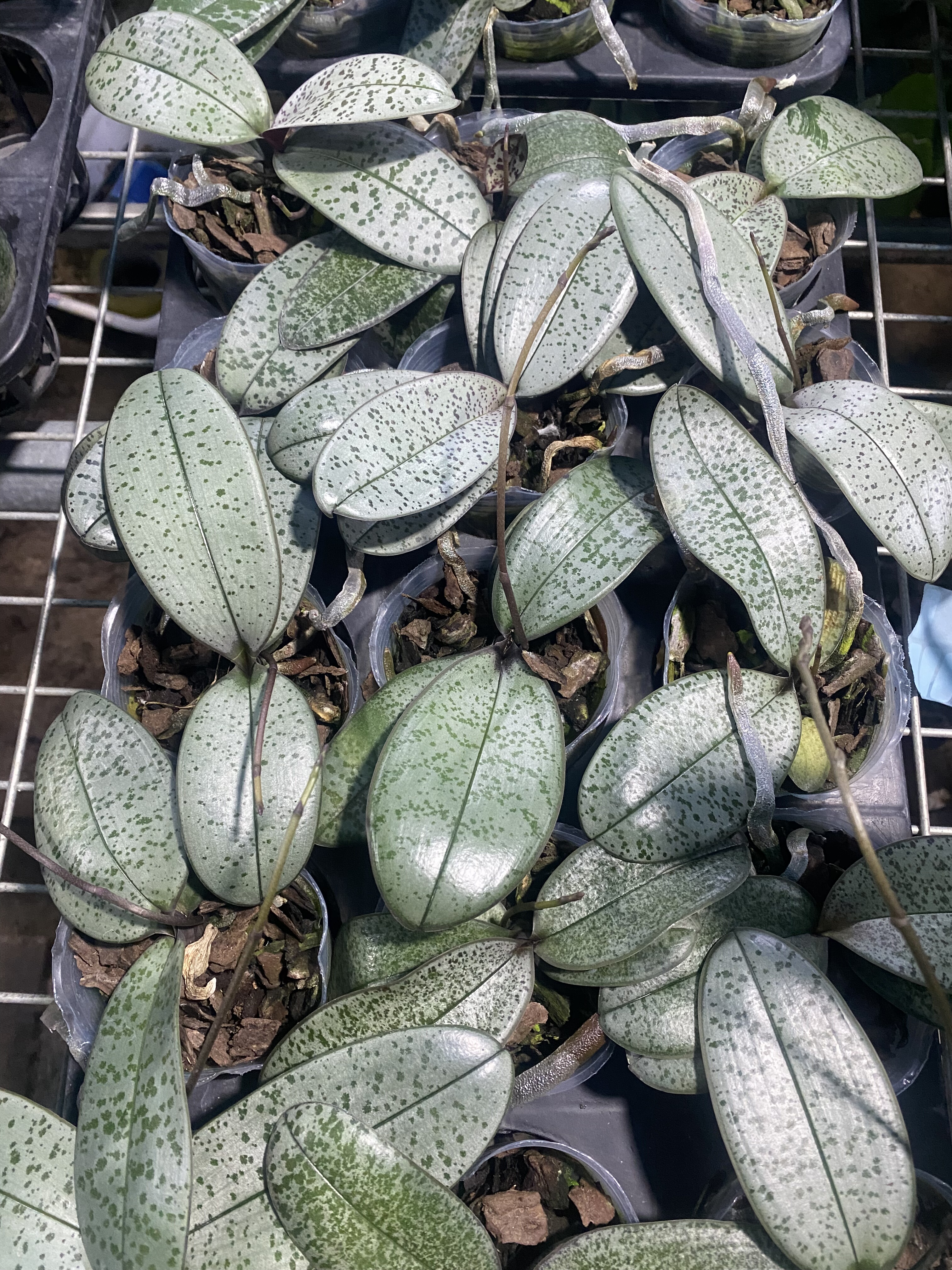 蝴蝶兰银叶西2.5寸杯带花剑(根系超好),鲜花速递/花卉仿真/绿植园艺,国兰/杂交兰/洋兰类,淘宝优惠券,粉丝福利购,淘宝优惠卷