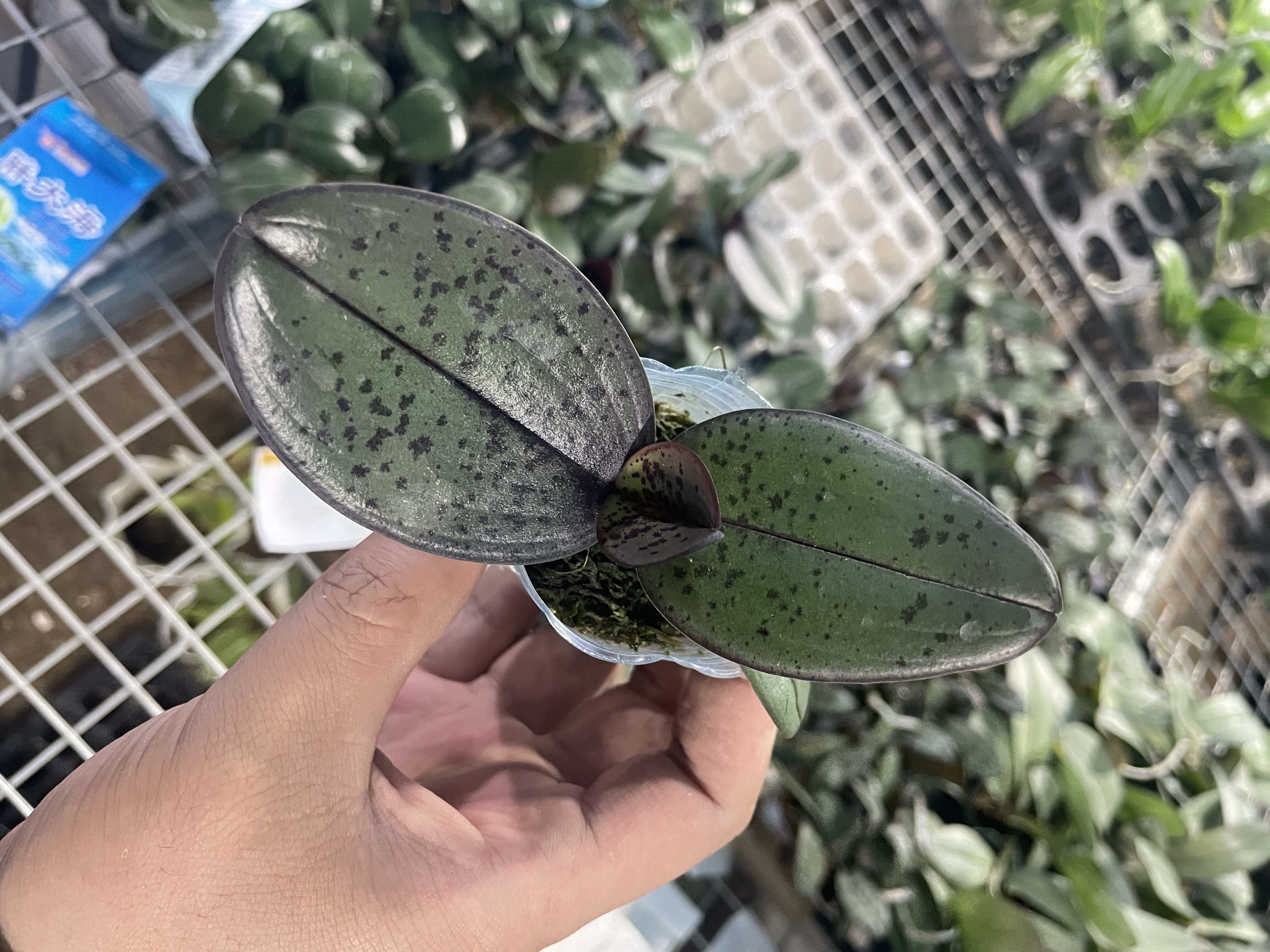 蝴蝶兰【花叶盲盒】1.7寸杯宝宝苗嫌小勿拍