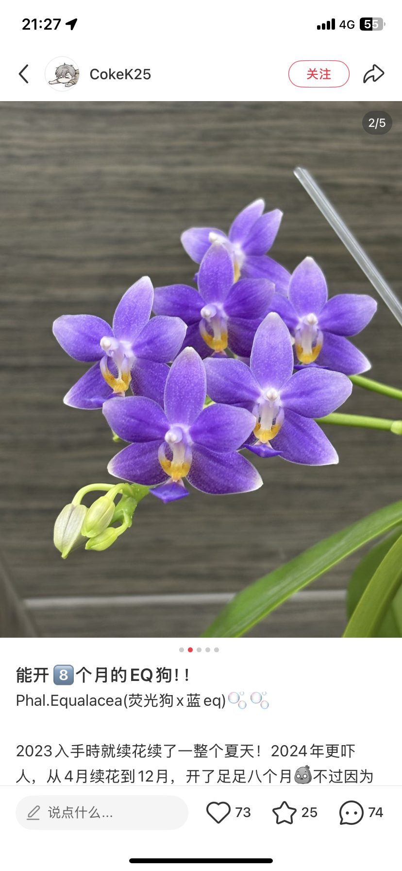 蝴蝶兰EQ狗2.8寸杯不带花剑,鲜花速递/花卉仿真/绿植园艺,国兰/杂交兰/洋兰类,淘宝优惠券,粉丝福利购,淘宝优惠卷