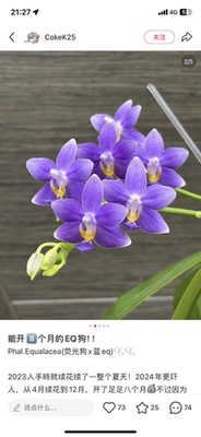 蝴蝶兰EQ狗2.8寸杯不带花剑
