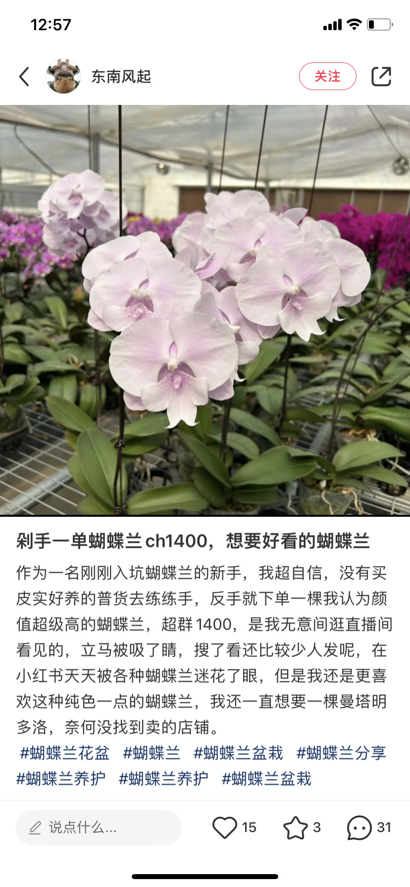 蝴蝶兰ch1400超群蜜雪3.0寸加高杯不带花剑,鲜花速递/花卉仿真/绿植园艺,国兰/杂交兰/洋兰类,淘宝优惠券,粉丝福利购,淘宝优惠卷