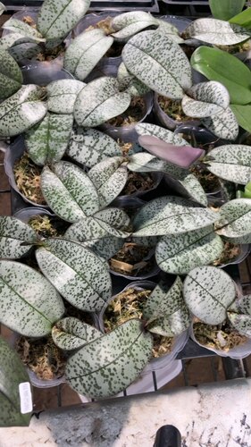 蝴蝶兰【根系不多银叶西雷利盲盒】2.8寸杯不带花剑