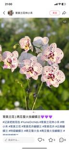 蝴蝶兰再见萤火虫2.8寸杯不带花剑