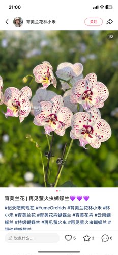 蝴蝶兰再见萤火虫2.5寸杯带花剑
