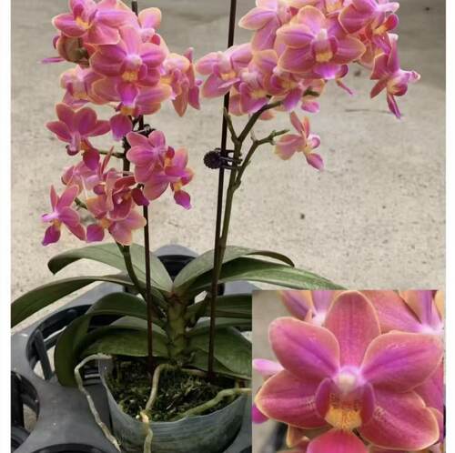 蝴蝶兰湾湾小香花3391宝宝苗1.7寸杯