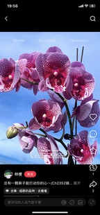 蝴蝶兰超群锦鲤2.8寸杯带花剑