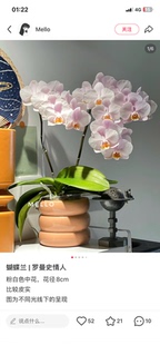 蝴蝶兰罗曼史情人2.8寸杯不带花剑