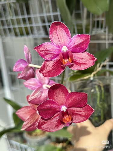 蝴蝶兰美杜莎1.7寸杯宝宝苗