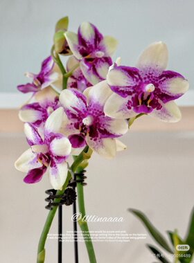 蝴蝶兰【紫钻】2.5寸杯花剑刚破口，叶片小介意勿拍