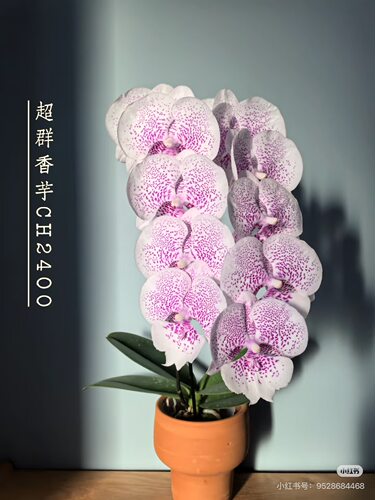蝴蝶兰超群香芋3.0寸杯不带花剑