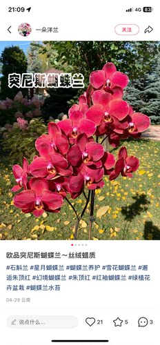 一颗不发处里苗蝴蝶兰突尼斯2.8寸杯带花剑