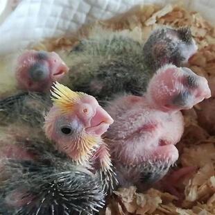 鹦鹉蛋受精可孵化鸟蛋大头人工鹉云斑虎皮蛋鸟种蛋灰宠物鸡尾玄风