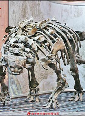 仿真甲龙骨架化石大型灭绝生物骨架模型定制动物骨骼展示模型