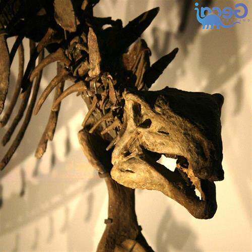 恐龙古生物玻璃钢化石模型商场展览儿童科普展展品定制厂家