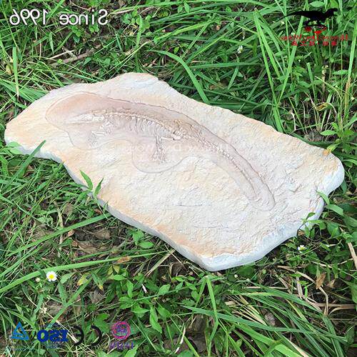 迅猛龙化石骨架化石龙头骨展览馆博物馆美陈自贡恐龙生产工厂