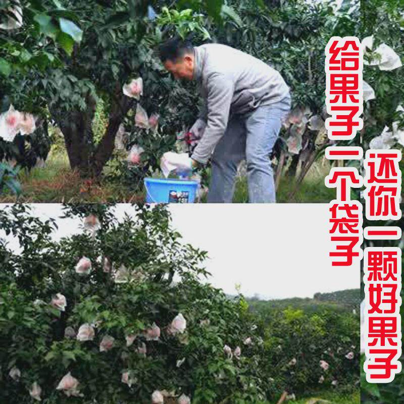 春见耙耙柑柑橘套袋专用袋防鸟防虫袋F脐橙红美人果袋防水防雨纸