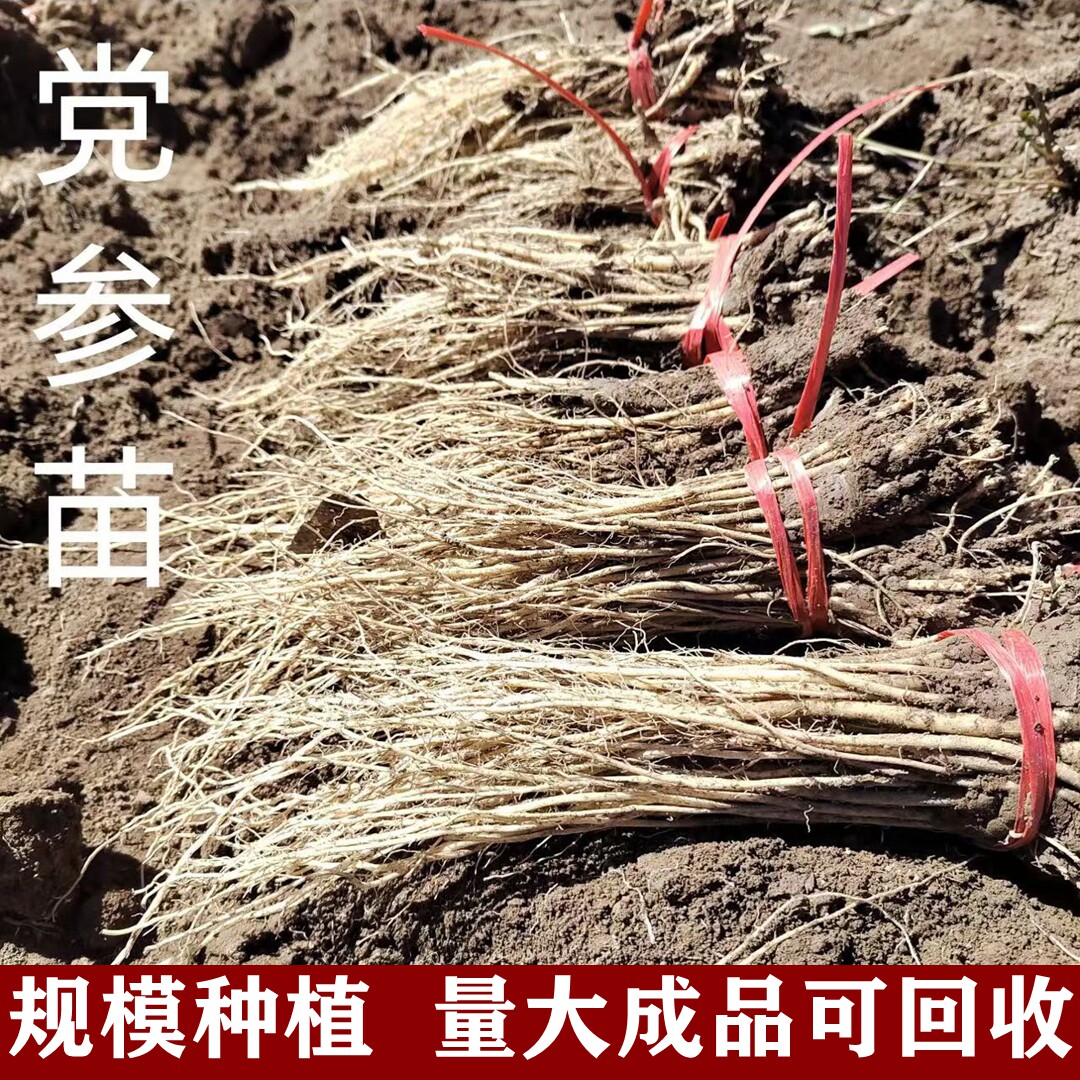 党参苗500g甘肃药材种苗量大种植党参可上门回收可开票党参种苗图片
