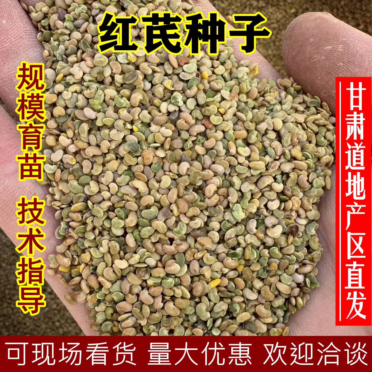 甘肃道地产区红芪种子直发优惠