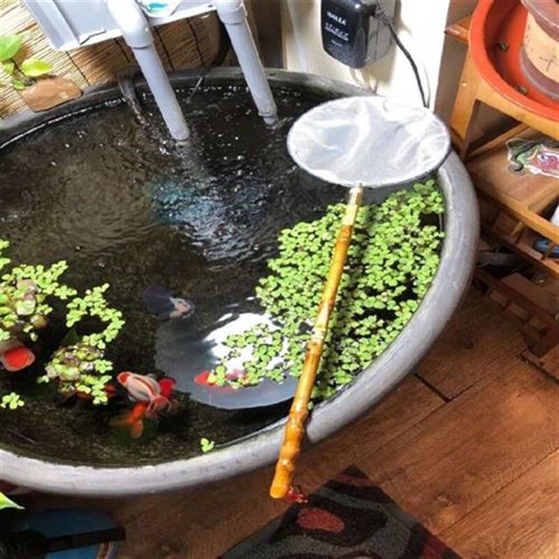 金鱼抄网手工鱼捞手工网抄金鱼热带N鱼网抄鱼捞罗汉竹柄