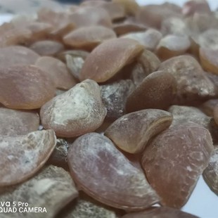 鱼惊石大青鱼石原石乌青鱼u喉骨手串吊坠挂饰制作特大骨料把件原