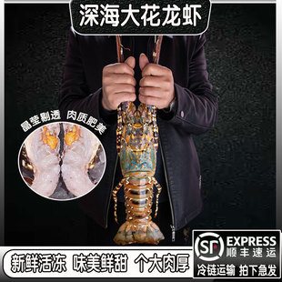 花龙虾青龙虾特大鲜活速冻海鲜水产冷冻深海超大澳州龙虾波龙