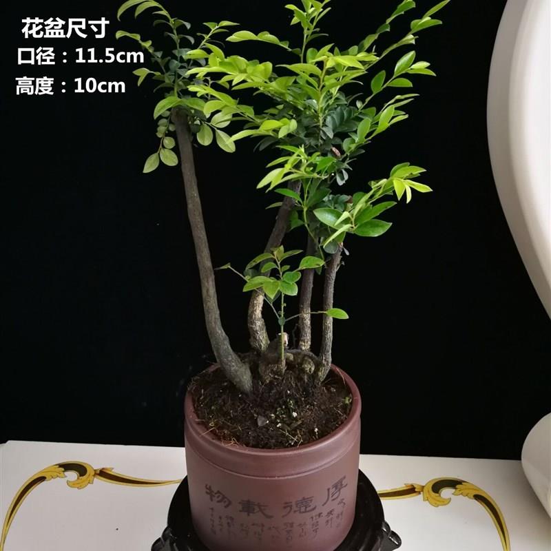 小叶紫檀盆景树桩植物花卉盆栽办公室内绿植黑骨茶苗耐寒