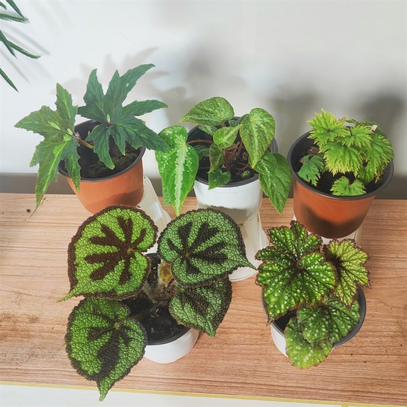 新品秋海棠合集  王先森的花园