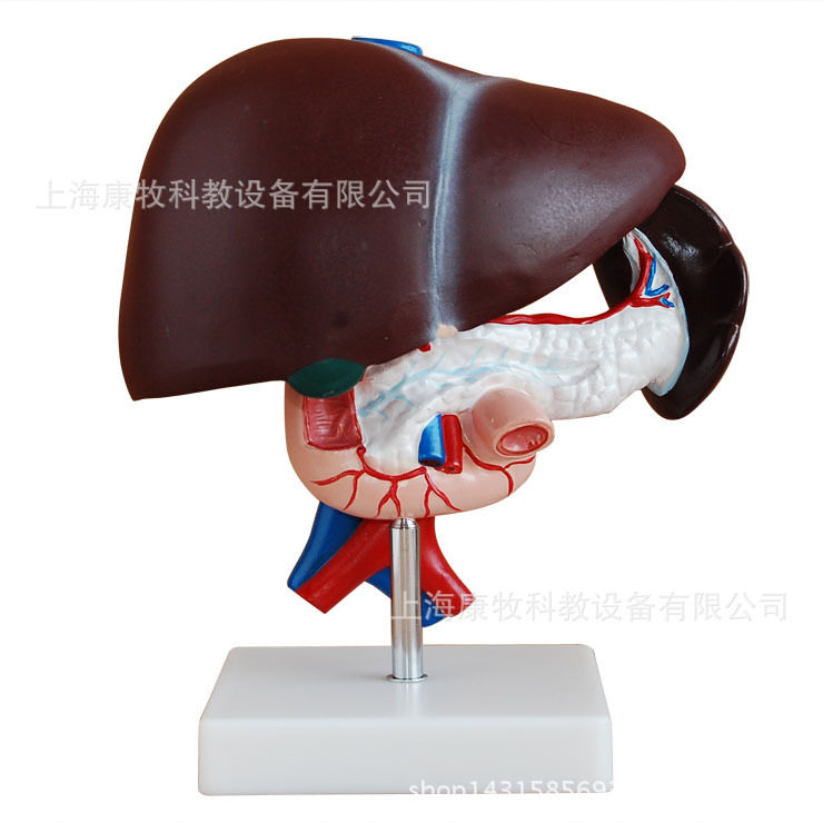 肝胰十二指肠解剖教学模型