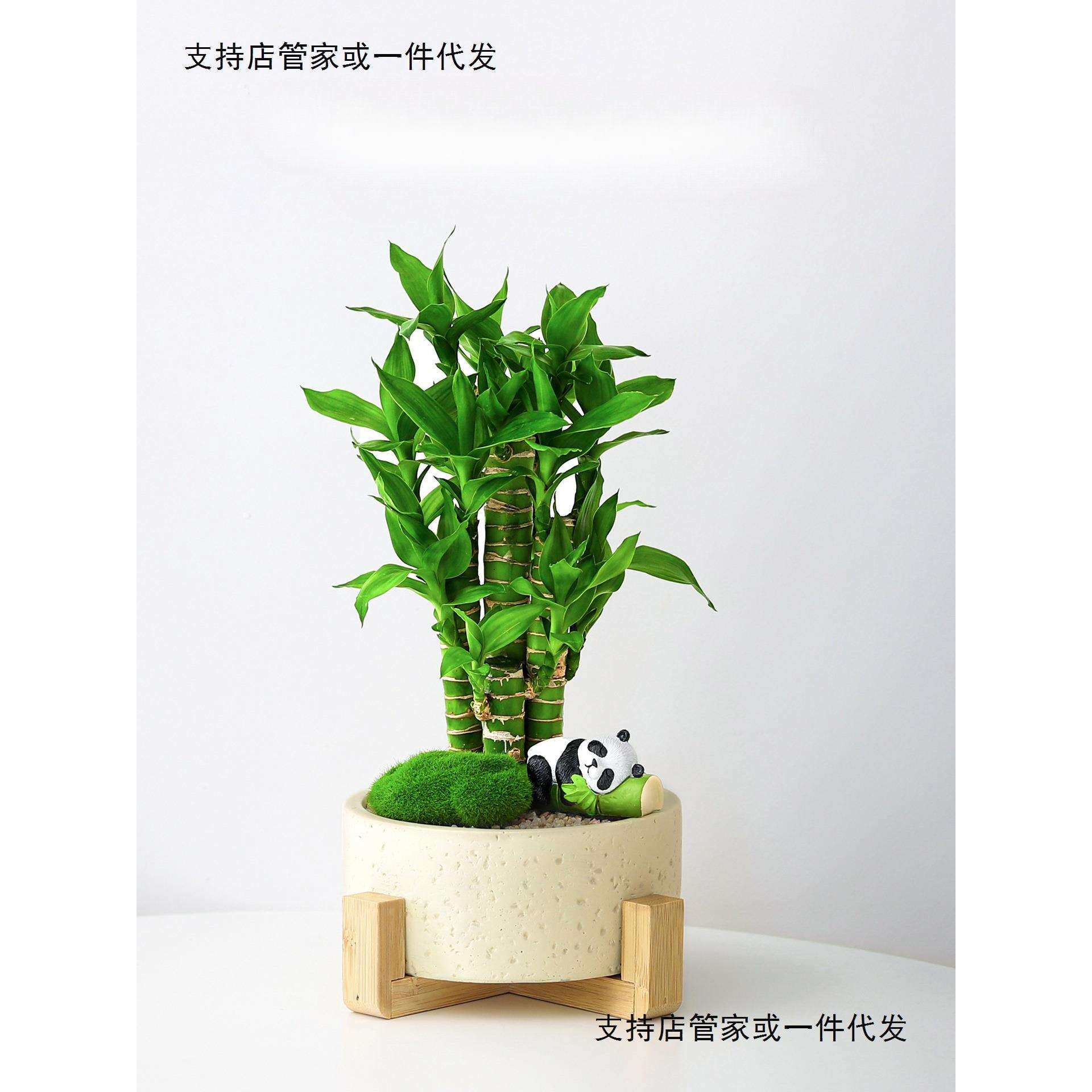 富贵竹盆栽招财竹步步高办公室内植物发财树好养桌面四季常青绿植