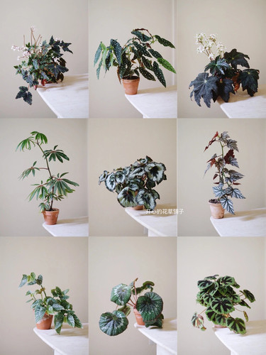 进口秋海棠 粉红豹诸神黄昏进口 ins风网红绿植盆栽室内欧洲