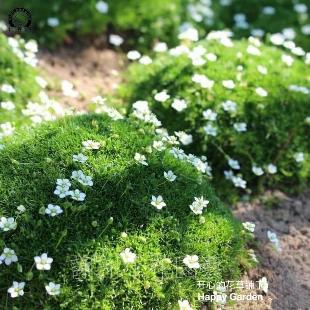 爱尔兰珍珠草苔藓金海岸家庭园艺盆栽阳台庭院花卉绿植地被多年生