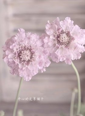 松虫草盆栽 多年生 花量巨大 开一百多朵花 耐寒耐热可做切花