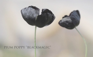 高级鲜切花虞美人盆栽 黑魔法 耐活易爆花 庭院阳台室内 稀有