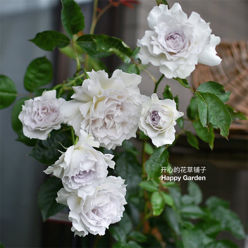 进口加百利月季 极耐热 多年生 丰花 清新香味 庭院阳台室内