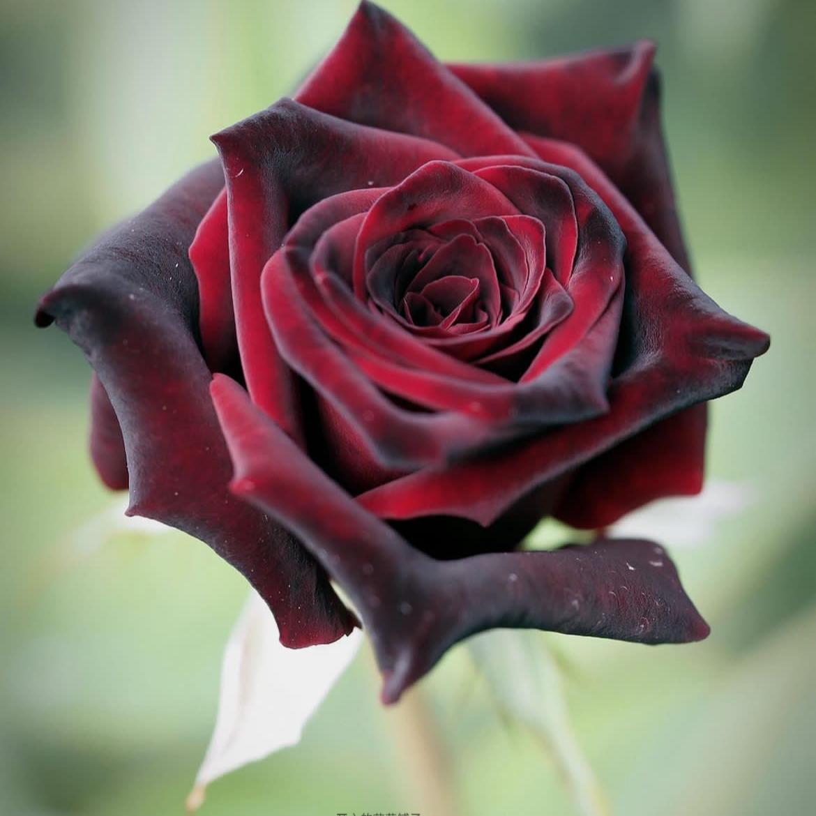 丹麦进口黑巴克月季 暗黑丝绒质感 带花香花期长耐热耐寒阳台花园