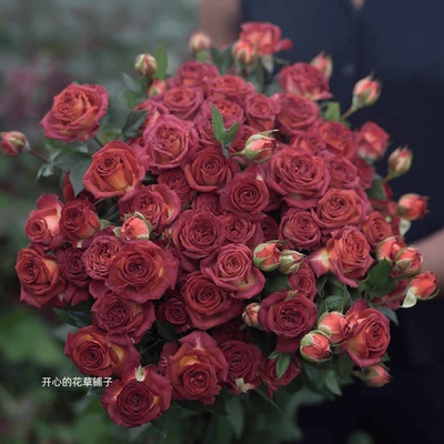 巧克力泡泡月季玫瑰 复古玫瑰园 多头月季 带花直立 多年生