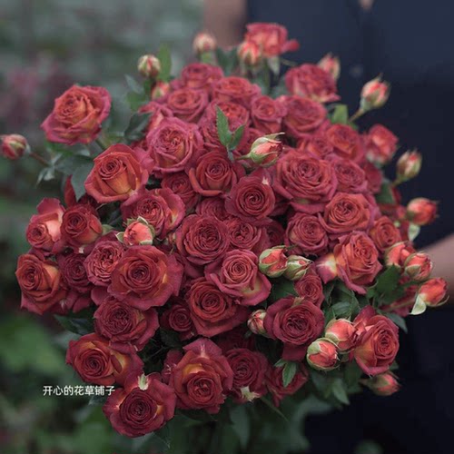 巧克力泡泡月季玫瑰 复古玫瑰园 多头月季 带花直立 多年生