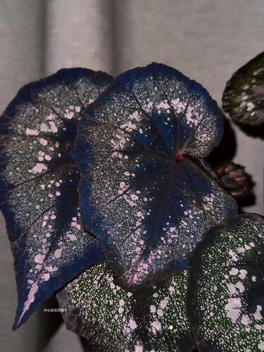 耐热蟆叶秋海棠 抹茶巧克力开花 蟆叶类室内秋海棠观叶水培