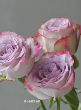 荷兰进口 气场月季 橙色多盟育种 带花香耐阴花期长 多年生庭院