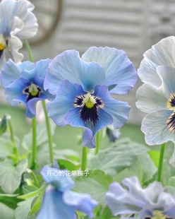 日本园艺育种新品角堇 石川lady女士 慕夏 庭院阳台 对版 现货